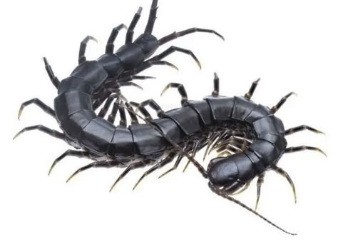 Millipedes, Centipedes, Cool Bugs, Animal Study, Creepy Crawlies, Insect Art, Arthropods, Animal References, Little Critter