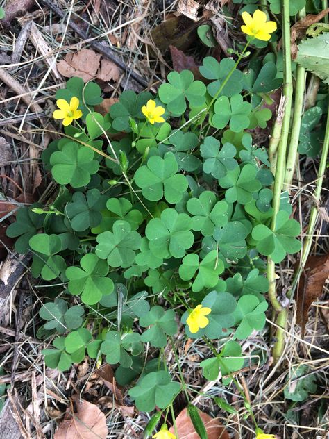 Yellow Wood Sorrel, Foraging Plants, Botanical Sleeve, Honey Witch, Medicinal Weeds, Medicinal Wild Plants, Edible Weeds, Wild Foraging, Plant Friends