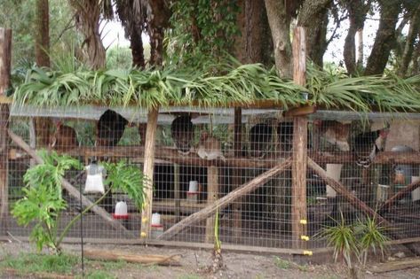 Show Me Your Turkey Runs/coops/enclosures! | Page 3 | BackYard Chickens - Learn How to Raise Chickens Pheasant Aviary, Bird Enclosure, Turkey Coop, Turkey Roost, Turkey House, Evergreen Clematis, Turkey Ideas, Turkey Run, Turkey Farm