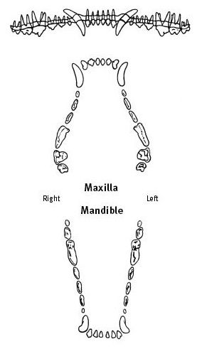 dog teeth diagram K9 Teeth Drawing, Dog Teeth Anatomy, Veterinary Symbol Tattoo, Canine Teeth Tattoo, Animal Jaw Bone Tattoo, Dog Jaw Bone Tattoo, Cat Teeth Tattoo, Dog Tooth Tattoo, Dog Bite Tattoo