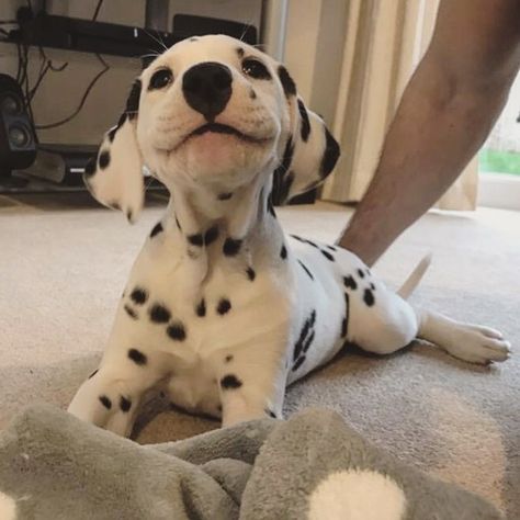 On The Floor, Dalmatian, The Floor