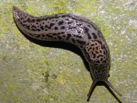 Leopard Slug, Getting Rid Of Slugs, Fun Facts For Kids, Colours Of The Rainbow, Pet Blog, Sea Slug, Most Beautiful Animals, Beautiful Bugs, Facts For Kids