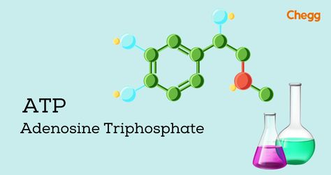 "Introduction: What is ATP Full Form? Humans get energy from food. Food acts as a source of fuel. But do you know how is energy produced in the human body? The answer is ATP. So, what is ATP full form? ATP can be deciphered as Adenosine Triphosphate. Karl Lohmann, a German chemist, discovered the ATP molecule for the first time in 1929. But the credit to synthesize ATP molecules goes to Alexander Todd in 1948. ATP is an important part of the human body system. It is not .." Human Body System, Adenosine Triphosphate, Cell Organelles, Chemical Energy, Cellular Respiration, Peripheral Nervous System, Biology Facts, Human Body Systems, Structure And Function