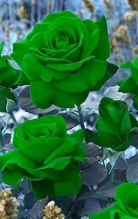 Learn about different types and varieties of roses that you can grow in your garden including climbing roses and English roses. #roses #greenflowers #uniqueroses Green Roses, نباتات منزلية, Rose Flower Pictures, Rose Seeds, Rose Flower Wallpaper, Seni Dan Kraf, मोबाइल वॉलपेपर, Unusual Flowers, Rare Flowers