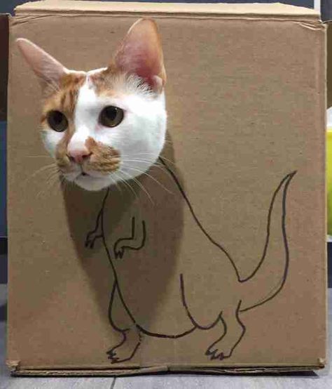 Cardboard Cat Diy, Cardboard Box Cat House Diy Ideas, Cat Box Ideas, Cardboard Cat House Diy, Cardboard Box Ideas For Cats, Cardboard Diy For Cats, Goofy Cat Pictures, Cat Cardboard Box Ideas, Cardboard Box Cat House