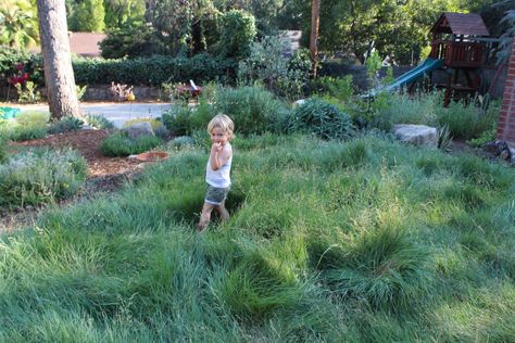 No-mow low-water lawn of San Diego Bentgrass or agrostis pallens doing it's beautiful thing in a family backyard in Altadena, California. This is the tallest it gets and while this luscious lawn can be mowed many of our clients prefer to leave it long and lush for a romantic mini meadow look. Native Lawn, California Landscaping, Kid Friendly Backyard, Native Grasses, California Backyard, Lawn Alternatives, Family Backyard, Seaside Garden, California Native Plants