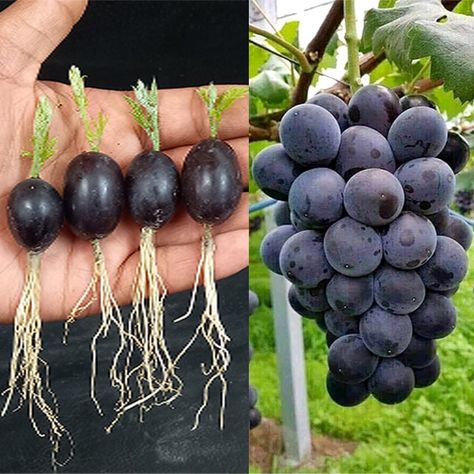 How To Grow Grapes Tree From Grapes At Home / Growing Grapes Tree | grape, tree | How To Grow Grapes Tree From Grapes At Home / Growing Grapes Tree | By Ashik Muztaba Planting Grapes How To Grow, Growing Grapes In Backyard, Grow Grapes From Grapes, How To Grow Grapes Vines At Home, Grape Salad Recipes, Grape Seeds Planting, Growing Concord Grapes, Grapes Tree, How To Grow Grapes