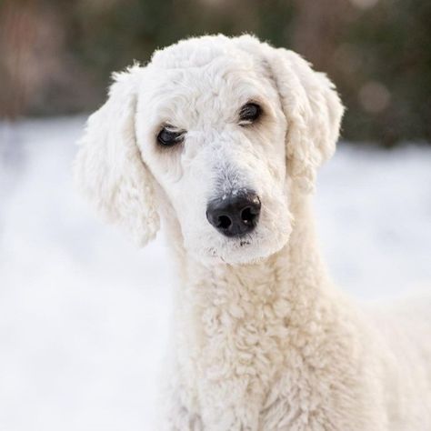 White Standard Poodle, Standard Poodle Haircuts, Teacup Pug, Poodle Haircut, Poodle Cuts, Alaskan Husky, Dog Haircuts, Rough Collie, Standard Poodle