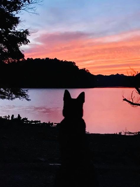 Protection Dog Aesthetic, Kyle Aesthetic, Dog At Night Aesthetic, German Shepherd Wallpaper, Golden Retriever Dark Aesthetic, Dogs Aesthetic Dark, Sunset Dog Photography, Dog Ears, Dog Ear