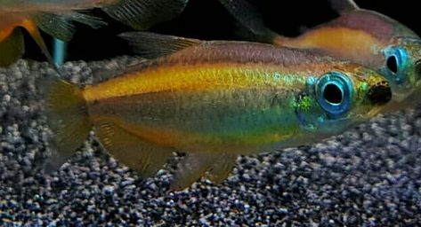 Fantastique Congo Tetra Congo Tetra, Aquarium Fish, Fish Pet, Fishing, Fish, Animals