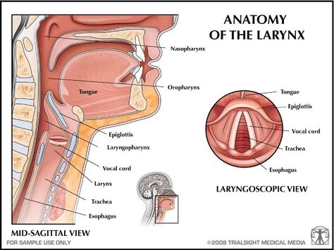 Rheumatoid Arthritis can affect any join in the body, including the joints that make up the larynx or voice box. (Click on photo below to en... Operating Department Practitioner, Voice Therapy, Airway Management, Brain Anatomy, Human Body Anatomy, Medical Medium, Human Anatomy And Physiology, Medical Studies, Anatomy Study