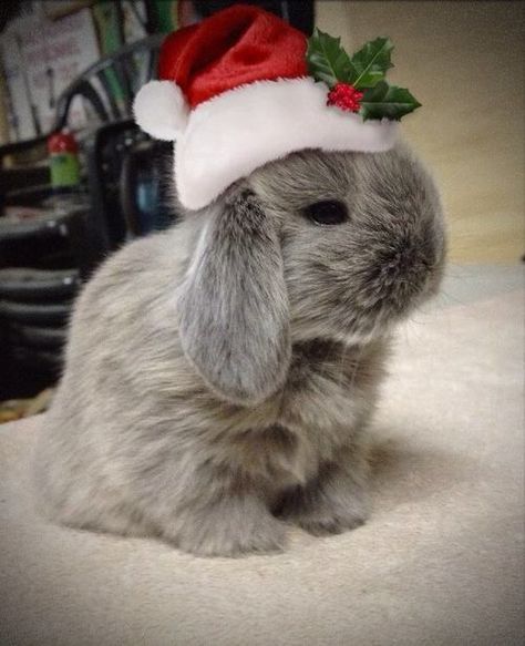 Christmas bunny Christmas Pets, Christmas Bunny, Love Bunnies, Fluffy Bunny, Cute Bunnies, Funny Bunnies, Bunny Rabbits, Baby Bunnies