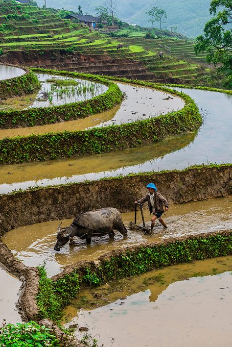 Agriculture Pictures, Agriculture Photography, Northern Vietnam, Rice Field, Village Photos, Village Photography, Visual Memory, Rice Terraces, Water Buffalo