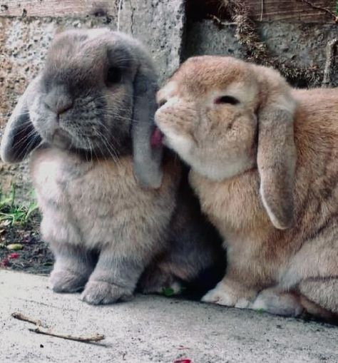 Bunny Pics, Two Rabbits, Regnul Animal, Pet Bunny Rabbits, Cutee Animals, Cute Bunny Pictures, Baby Animals Pictures