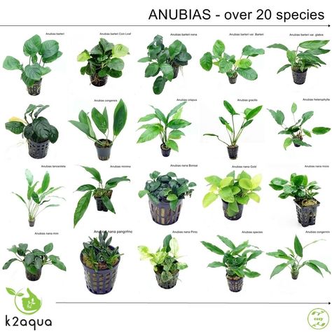 anubias species Anubias Plant Aquarium, Anubias Aquarium, Anubias Plant, Aqua Plants, Tanaman Air, Freshwater Plants, Freshwater Aquarium Plants, Tank Plants, Taman Air