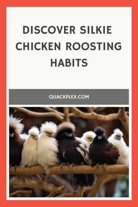 Discover Silkie Chicken Roosting Habits Silkie Roosting Bar, Small Chicken Coop For Silkies, Silky Chickens, How To Care For Silkie Chickens, Silkie Chicken Names, Silkie Chickens Eggs, Silkie Chickens, Bedtime Ritual, Survival Instinct