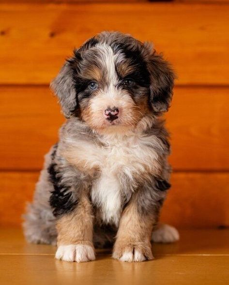 Bernese Mountain Doodle, Mini Ausidoodle, Aussie Mountain Doodle, Australian Mountain Doodle, Pretty Doodles, Aussie Doodle Puppy, Mountain Doodle, Mountain Doodles, Aussie Doodle