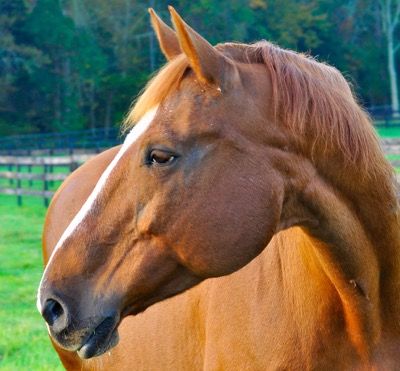 Horse Faces, Horse Fly Mask, Losing Hair, Brick Face, Fly Spray, Fly Control, Gorgeous Horses, Horse Grooming, Horse Face