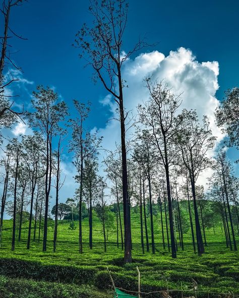 Postcards from Ooty & Coonoor 🌿🌻❤️ Let me know which one’s your favourite 😍✨ . . . #postcardplaces #hillstationsofindia #ooty #ootydiaries #ootytrip #ooty❤ #ootydays #coonoor #coonoordiaries #natgeoyourshot #natgeotravel #travelrealindia #travelphotography #travelawesome #hillstationofindia #indiapictures #indiatravelgram #shotoniphone #shotoniphone15pro Mini Ooty Malappuram, Ooty Hill Station, Ooty Trip, Ooty, Instagram My Story, Hill Station, South India, India Travel, Aesthetic Photography