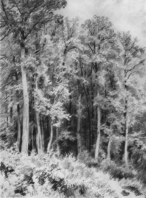 Ivan Shishkin on Twitter: "Trees. Kozlovka-Zaseka, 1873 #realism #shishkin… " Ivan Shishkin, Russian Landscape, Graphite Art, Tree Drawings Pencil, Tree Sketches, Landscape Sketch, Charcoal Art, Nature Drawing, Graphite Drawings