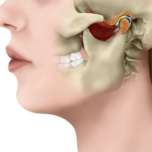 Animation Images, Dental Images, Dental Videos, Dental Health Care, Dental Anatomy, Facial Surgery, Basic Anatomy And Physiology, Jaw Pain, Human Anatomy And Physiology