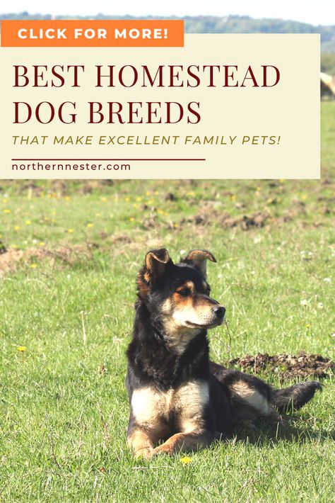 Best Farm Dogs, Farm Dream, Family Dogs Breeds, Random Animals, Dogs With Jobs, Ranch Living, Guardian Dog, Working Dogs Breeds, Different Dog Breeds