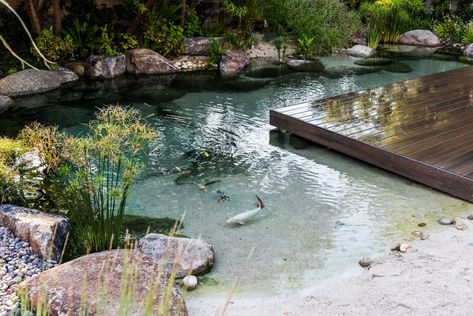 New Method to Build Koi Ponds with Beach Sand & Crystal Clear Water in Las Vegas Pond Building, Indoor Pond, Bio Pool, Pond Pool, Swimming Pool Pond, Natural Swimming Ponds, Koi Ponds, Backyard Beach, Swimming Pond