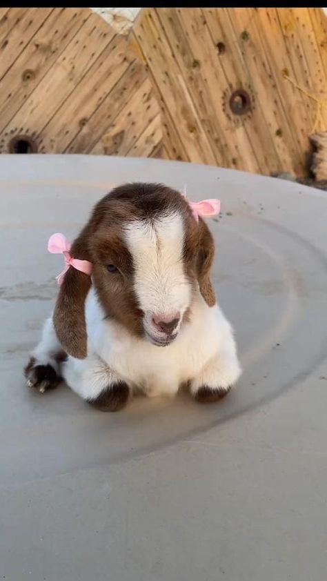 List Of Farm Animals, Cute Farm Dogs, Cute Goat Videos, Funny Goats Videos, Pigme Goats, Cute Goats Baby, Baby Goats Video, Baby Goats Aesthetic, Goats Aesthetic