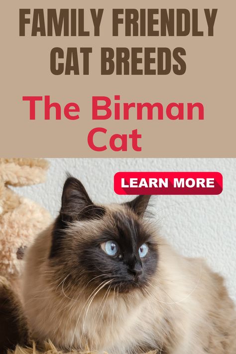 Looking for a cat that will fit right into your family? Check out these breeds that are known for their friendly and gentle nature. Read on to find the perfect cat for your home. Friendly Cat Breeds, Best Cat Breeds, Manx Cat, Japanese Bobtail, Burmese Cat, Birman Cat, Himalayan Cat, Rare Cats, Siberian Cat