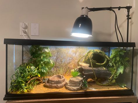 Leapord Gecko Cages, Gecko Setup, Gecko Cage Ideas, Gecko Tank Setup, 20 Gallon Leopard Gecko Tank Ideas, Leopard Gecko Terrarium Ideas 20 Gallon, Lizard Tank Ideas, Leopard Gecko Tank Setup, Leopard Gecko Tank Ideas