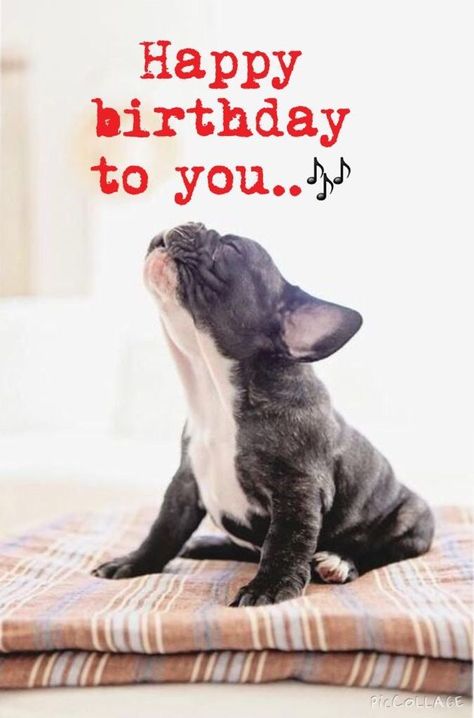 Happy birthday images with french bulldog Happy Birthday French Bulldog, Happy Birthday In French, Happy Birthday Animals, Funny Happy Birthday Wishes, Happy Birthday Dog, Birthday Memes, Birthday Dog, Happy Birthday Meme, Happy Birthday Funny