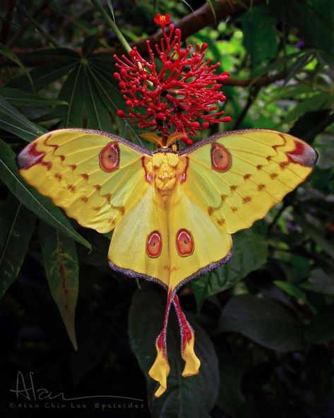 Macro Micro World Photos on Instagram: “The comet moth (Argema mittrei) Photo made by @peleides” Comet Moth, Glasswing Butterfly, Colorful Moths, Cool Insects, Beautiful Butterfly Photography, Moth Art, Butterfly Photos, Tattoo Project, Beautiful Bugs