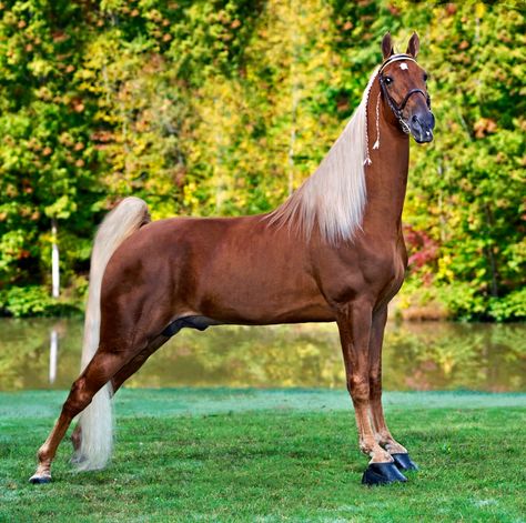 Striking Tennessee walking horse. Best Horse Breeds, Big Horse Breeds, Gaited Horses, Tennessee Walker, Horse Poses, Standardbred Horse, American Saddlebred Horses, Irish Sport Horse, Tennessee Walking Horse