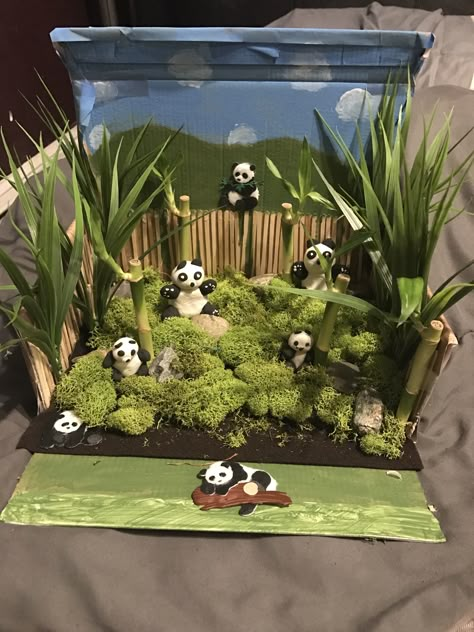 Panda habitat project Jaguar Habitat, Red Panda Tattoo, Panda Activities, Habitat Diorama, Panda Habitat, Diorama Kids, Diarama Ideas, Ecosystems Projects, Bear Habitat