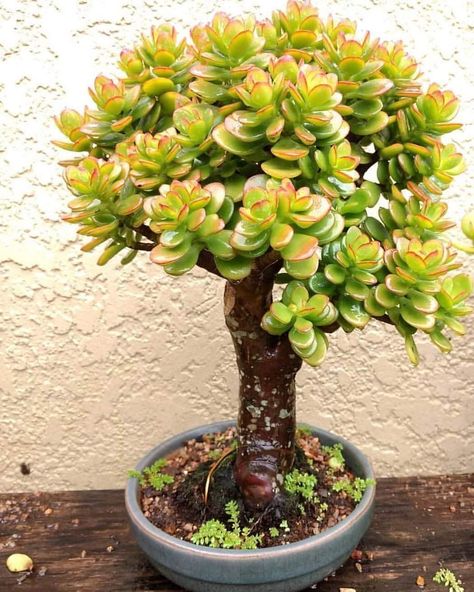 Jade Plant Succulent Bonsai😍 Tag one of your Friends to show them!👇🏻💚 🌵Follow us @olivra.cactusucculents 👉🏻Follow us… Jade Plant Bonsai, Suculent Plants, Jade Bonsai, Cactus Terrarium, Succulent Bonsai, Succulent Garden Design, Jade Plant, Succulent Garden Diy, Crassula Ovata