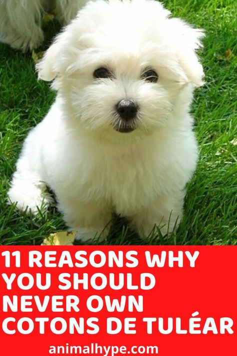 Coton De Tulear Haircut, Cotton De Tulear, Diy Dog Shampoo, Coton De Tulear Puppy, Coton De Tulear Dogs, Best Apartment Dogs, Pet Things, Best Dogs For Families, Puppy Cut