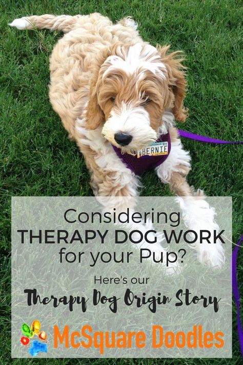 Dog Therapy, Therapy Dog Training, Easiest Dogs To Train, Emotional Support Dog, Therapy Dog, Dog Brain, Origin Story, Therapy Dogs, Puppy Adoption