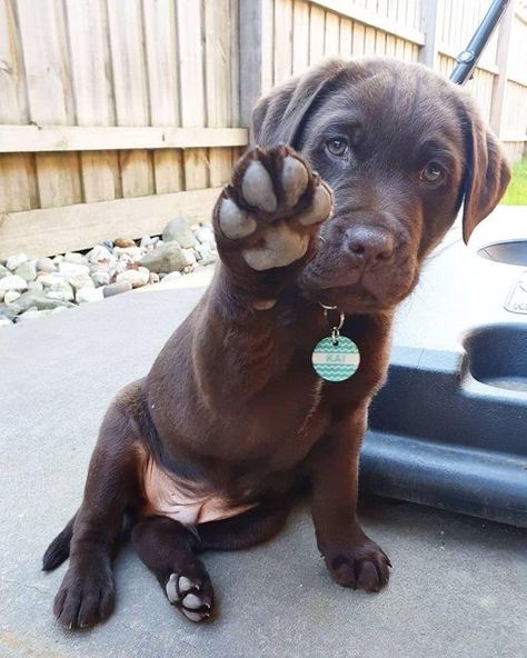 Cute Fluffy Dogs, Puppy Day, Very Cute Dogs, Lab Puppies, Puppy Lover, Fluffy Dogs, Labrador Puppy, Funny Dog Pictures, Labrador Dog