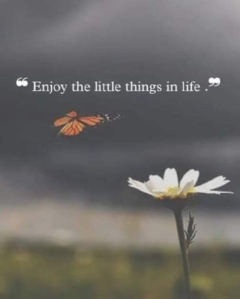 Enjoy the little things in life. The Little Things In Life, Little Things In Life, Enjoy The Little Things, The Little Things, Little Things, Life Quotes, Instagram Photos, Quotes, Instagram