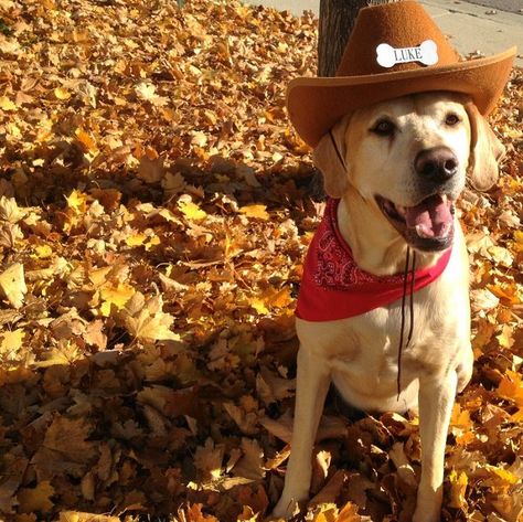 Yellow Lab Halloween Costume, Autumn Dogs, Chinook Dog, Australian Kelpie Dog, Black Lab Dog, Dog Parade, Black Labs Dogs, Yellow Labs, Gus Gus