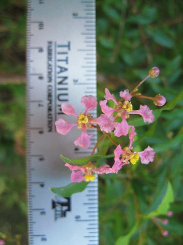 Foraging Texas: Bush Southern Winter, Texas Plants, Barbados Cherry, Cherry Leaf, Texas Panhandle, Cherry Fruit, Wild Edibles, East Texas, Edible Plants