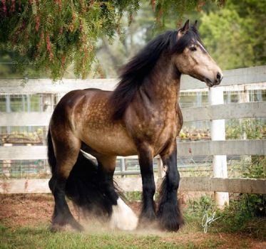 Artiro-gorgeous Arabian/Gypsy Vanner cross (64 pieces) Hufflepuff House, Most Beautiful Horses, Most Beautiful Animals, Majestic Horse, Beautiful Horse, All The Pretty Horses, Horse Crazy, Draft Horses, Clydesdale