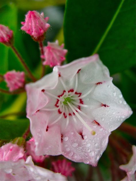 Kalmia latifolia - Native Mountain Laurel in the Entry Garden © 2010 Michaela at TGE Kalmia Flower, Mountain Laurel Flower, Draw A Mountain, Laurel Shrub, Laurel Flower, Entry Garden, Deadly Plants, Kalmia Latifolia, Iced Gems