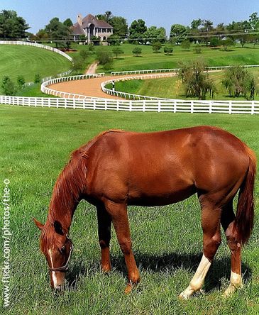 The Dangers of Lush Green Pasture: The Romantic Myth that Harms Horses Kentucky Horse Farms, Green Farmhouse, Future Farms, Horse Farm, Lexington Kentucky, Chrysler Building, Horse Ranch, All The Pretty Horses, Ranch Life