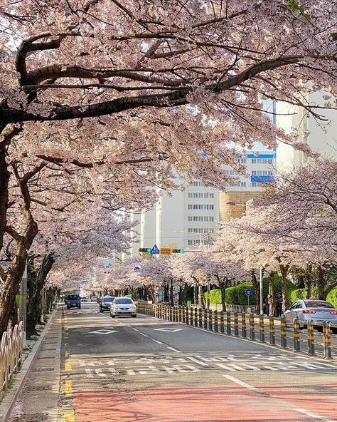 Seoul Korea Travel, Spring In Japan, Korea Wallpaper, Living In Korea, Seoul Travel, Cherry Trees, Magic City, Japan Aesthetic, Aesthetic Japan