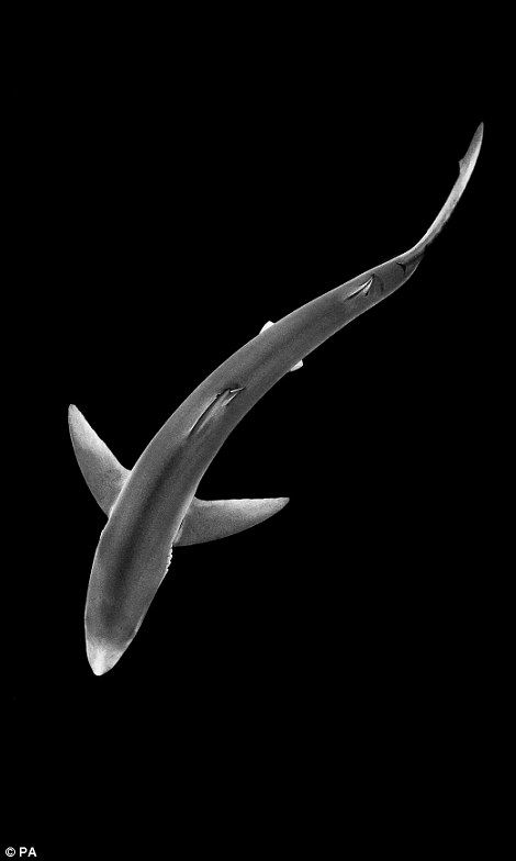 A blue shark from above, taken in Cornwall by Alexander Mustard, won the nature in black and white category Shark From Above, Fish From Above, Shark Space, Fauna Marina, Shark Tattoos, Life Aquatic, Blue Shark, British Wildlife, Water World