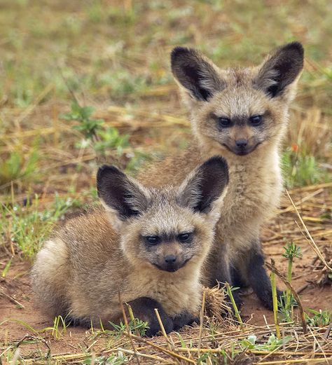 Animals Dolphins, Mammals Animals, Baby Foxes, Bat Eared Fox, Fox Pups, Strange Animals, Whitetail Bucks, Beluga Whale, Rare Animals