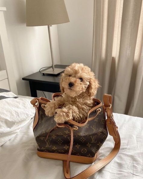 Family Aesthetic, Dog Mommy, Really Cute Dogs, Aesthetic Pics, Cute Dogs And Puppies, Little Puppies, Toy Poodle, Labradoodle