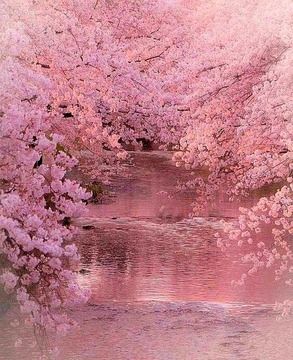 Cute Cherry Blossom, Cherry Blossom Wallpaper, Cherry Blossom Japan, Cherry Blossom Trees, Japanese Tree, Pink Forest, Cherry Blossom Background, Sakura Tree, Pretty Landscapes