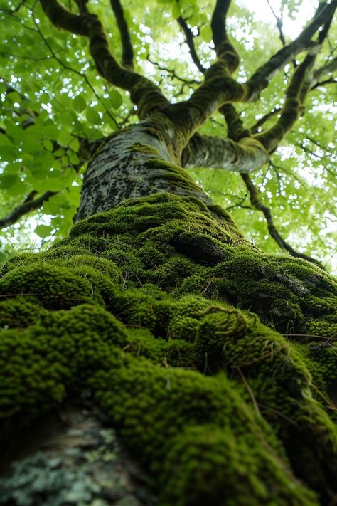 Forest Moss Aesthetic, Moss In Forest, Moss On Trees, Moss On Rocks, Moss On Tree, Moss Aesthetic, Moss Texture, Creating Reality, Woodland Photography